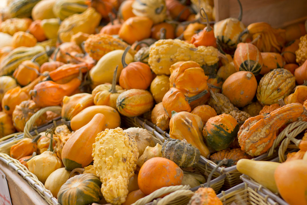 Gourds